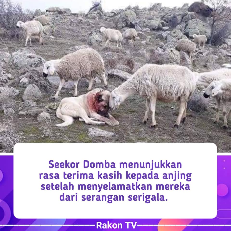 Hewan Pun Pandai Menghargai dan Berterima Kasih